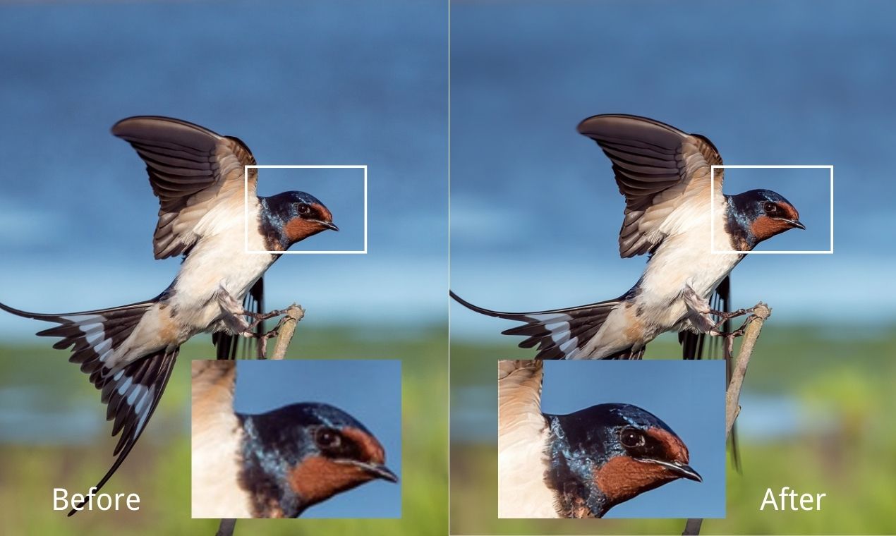 Bird picture upscaled by Image Upscaler